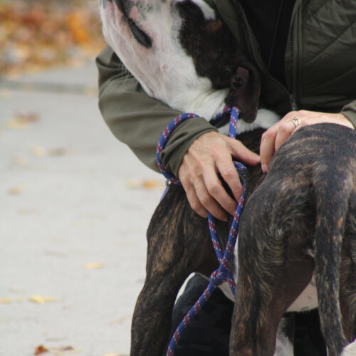 Reba, an adoptable Pit Bull Terrier in Grand Junction, CO, 81503 | Photo Image 4