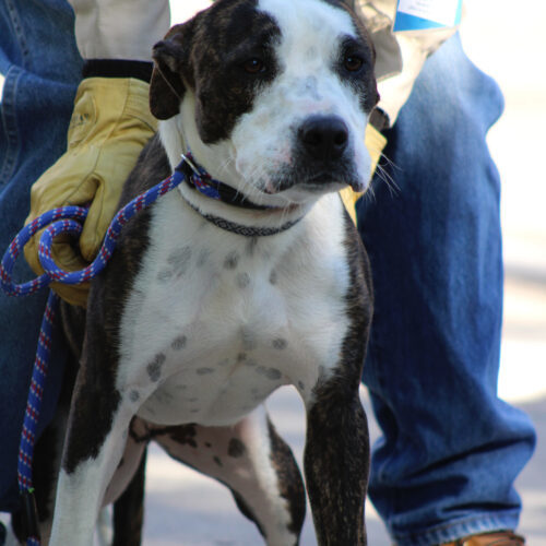 Reba, an adoptable Pit Bull Terrier in Grand Junction, CO, 81503 | Photo Image 5