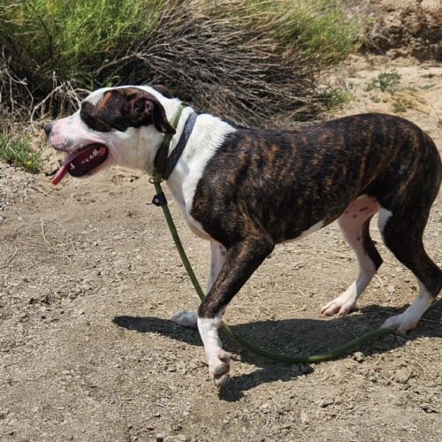 Reba, an adoptable Pit Bull Terrier in Grand Junction, CO, 81503 | Photo Image 6