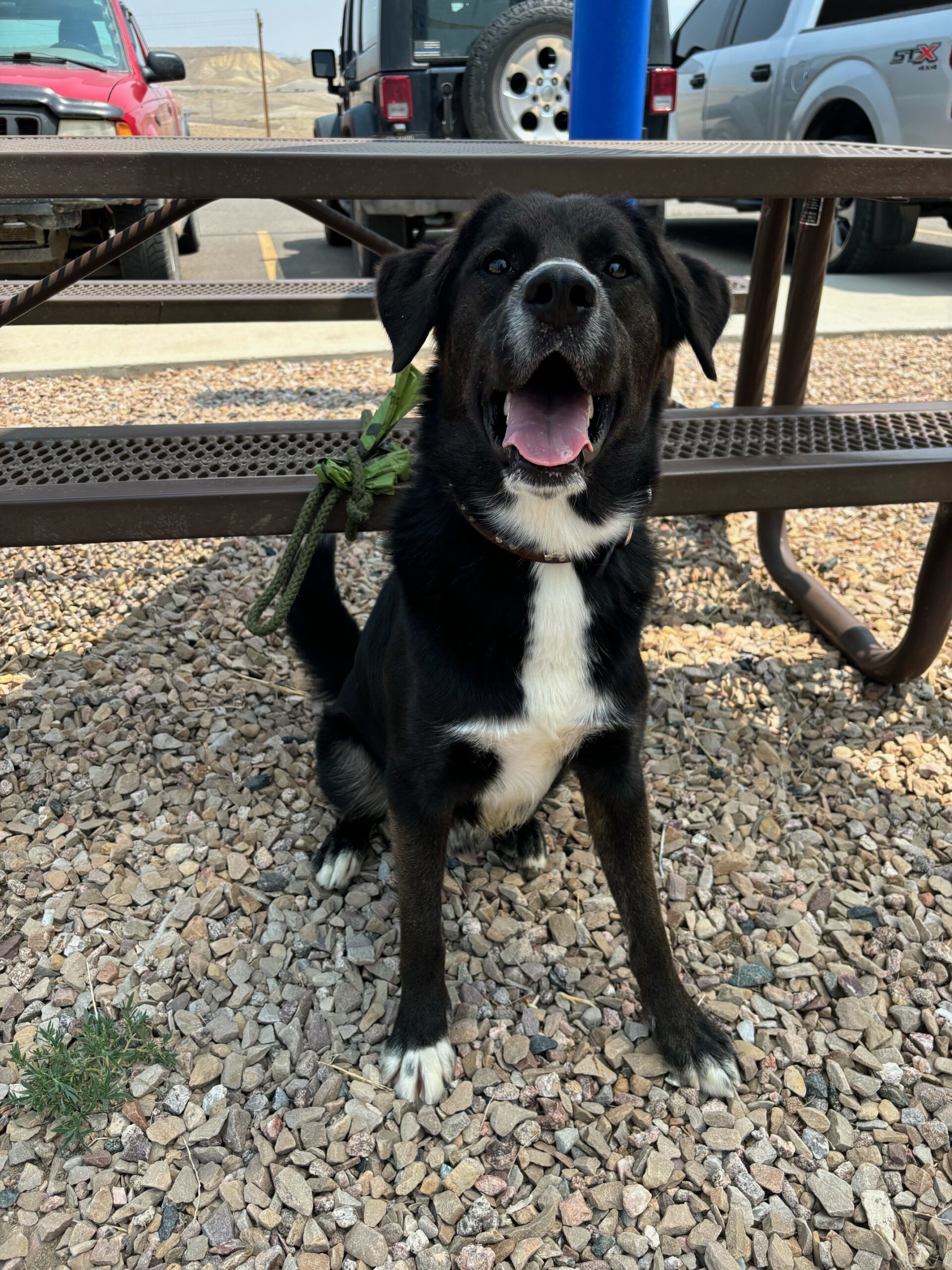 Ackbar, an adoptable Shepherd in Grand Junction, CO, 81503 | Photo Image 1