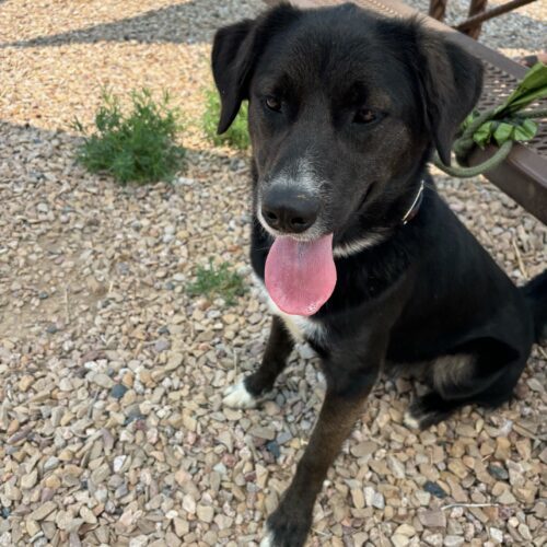 Ackbar, an adoptable Shepherd in Grand Junction, CO, 81503 | Photo Image 2