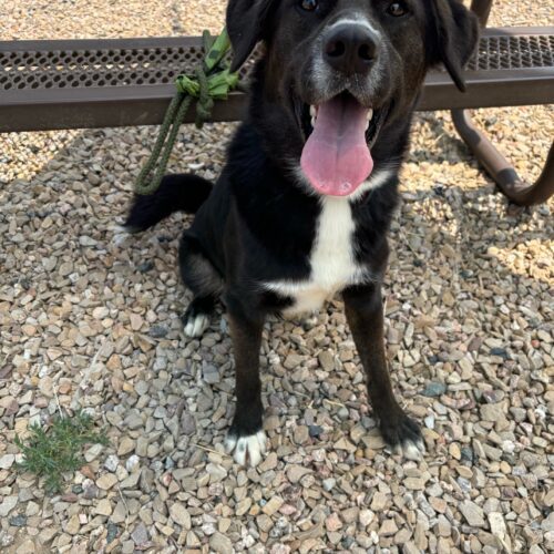 Ackbar, an adoptable Shepherd in Grand Junction, CO, 81503 | Photo Image 3