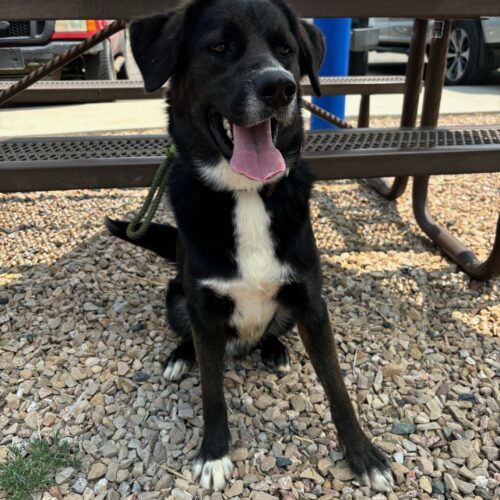 Ackbar, an adoptable Shepherd in Grand Junction, CO, 81503 | Photo Image 4