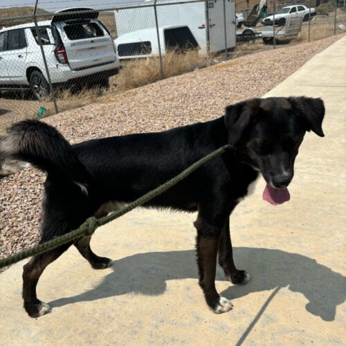 Ackbar, an adoptable Shepherd in Grand Junction, CO, 81503 | Photo Image 6