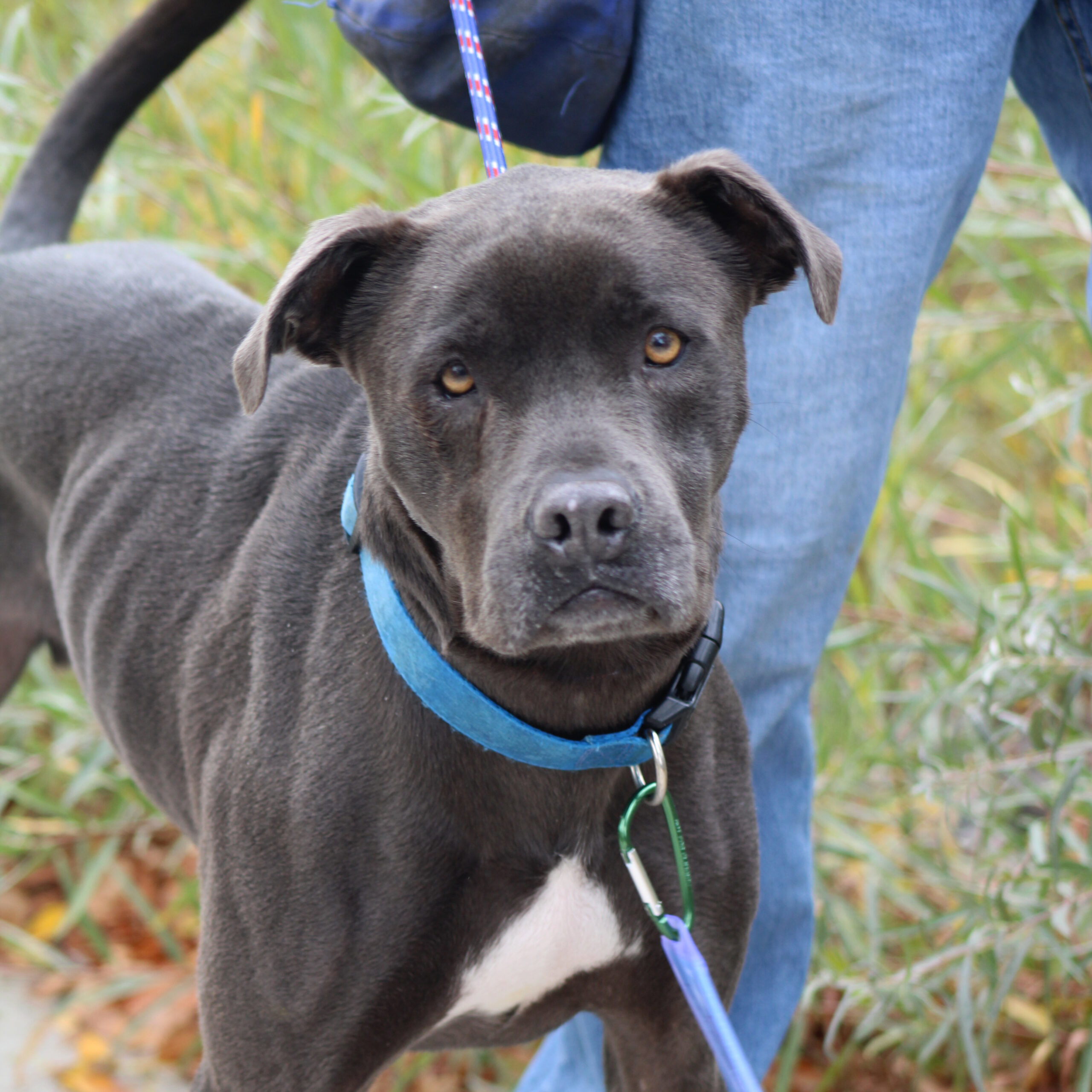 Cartman, an adoptable Pit Bull Terrier in Grand Junction, CO, 81503 | Photo Image 1