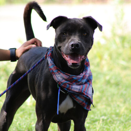 Cartman, an adoptable Pit Bull Terrier in Grand Junction, CO, 81503 | Photo Image 2