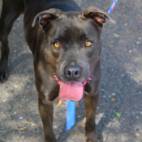 Cartman, an adoptable Pit Bull Terrier in Grand Junction, CO, 81503 | Photo Image 3