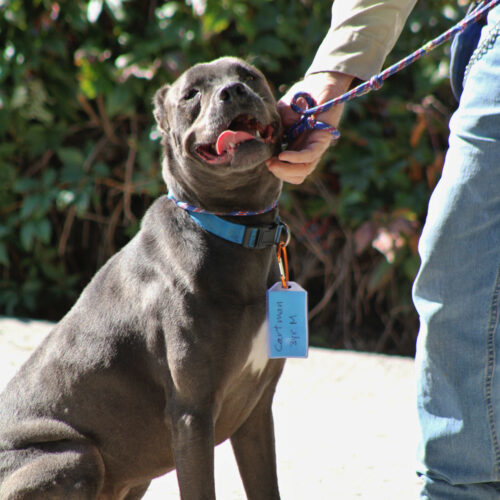 Cartman, an adoptable Pit Bull Terrier in Grand Junction, CO, 81503 | Photo Image 4