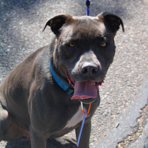 Cartman, an adoptable Pit Bull Terrier in Grand Junction, CO, 81503 | Photo Image 5