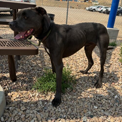 Cartman, an adoptable Pit Bull Terrier in Grand Junction, CO, 81503 | Photo Image 6