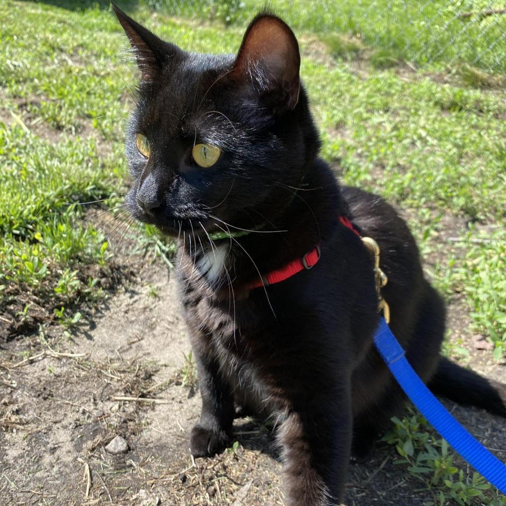 Reese, an adoptable Domestic Short Hair in Zimmerman, MN, 55398 | Photo Image 3