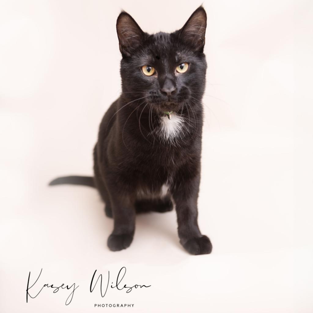 Reese, an adoptable Domestic Short Hair in Zimmerman, MN, 55398 | Photo Image 5