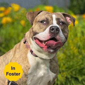 Barkley, Adult Male Pit Bull Terrier