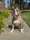 Barkley photo 5