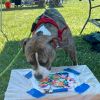 Barkley photo 6