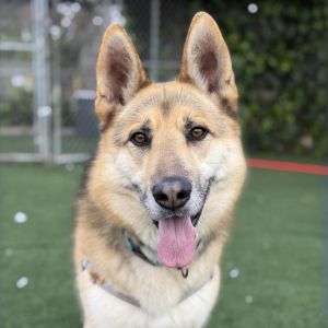 Indy, Adult Male German Shepherd Dog