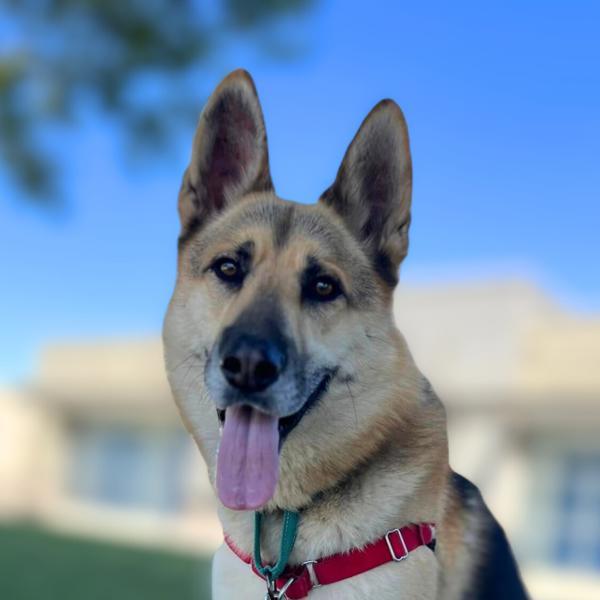 Indy
