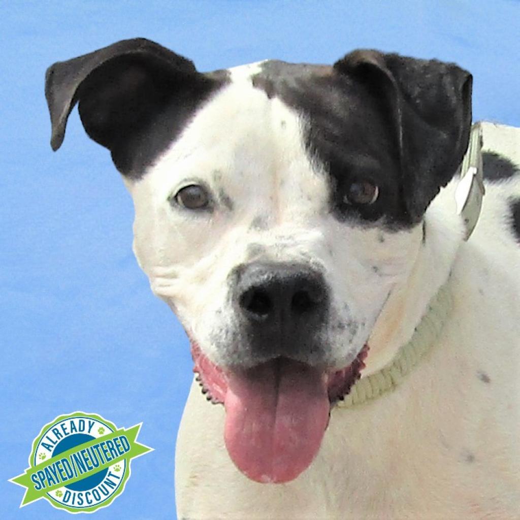 Malachi, an adoptable Mixed Breed in Las Cruces, NM, 88012 | Photo Image 1