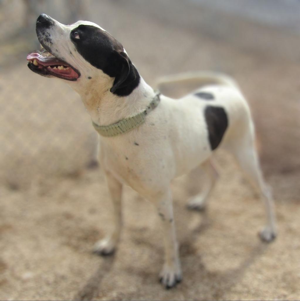 Malachi, an adoptable Mixed Breed in Las Cruces, NM, 88012 | Photo Image 2