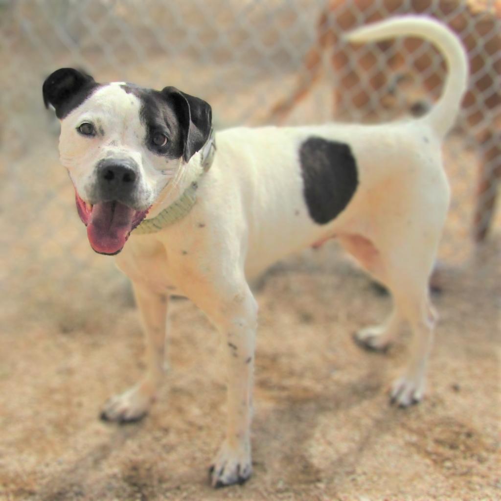 Malachi, an adoptable Mixed Breed in Las Cruces, NM, 88012 | Photo Image 3