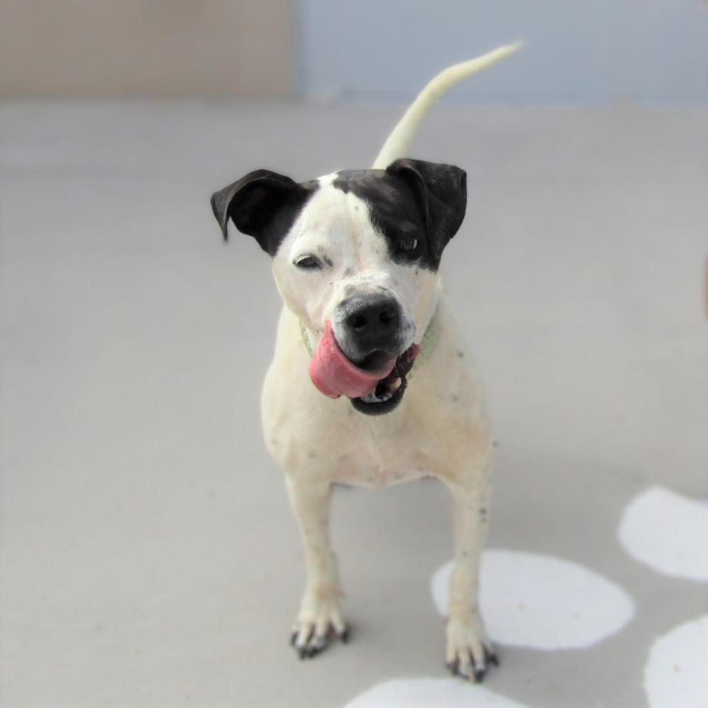 Malachi, an adoptable Mixed Breed in Las Cruces, NM, 88012 | Photo Image 5