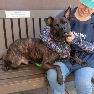 Randy Orton is a black and brown brindle boy who is quite pretty and sleek with shiny fur Our photo
