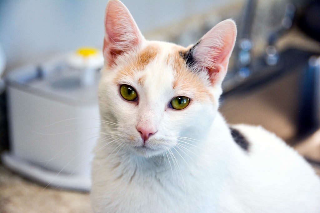 SMIDGE, an adoptable Calico in New Bern, NC, 28563 | Photo Image 1