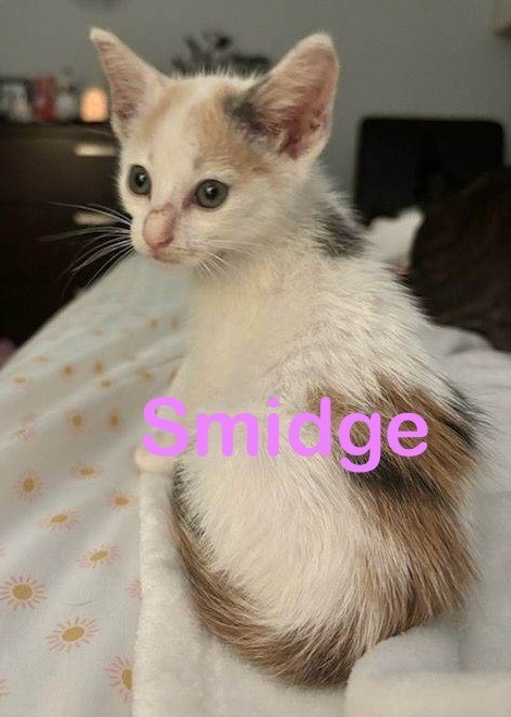 SMIDGE Kitten (F), an adoptable Calico in New Bern, NC, 28563 | Photo Image 2