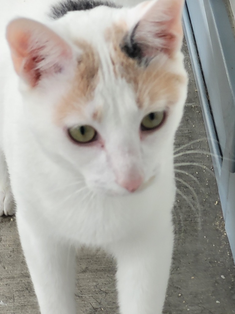 SMIDGE, an adoptable Calico in New Bern, NC, 28563 | Photo Image 3
