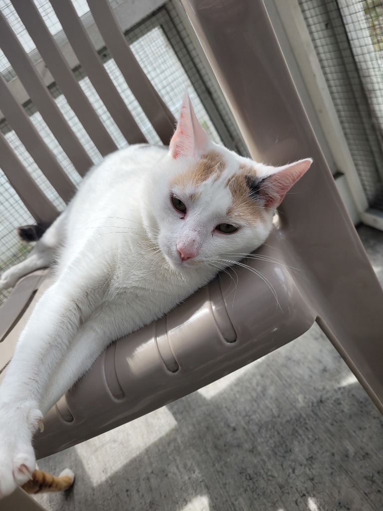 SMIDGE Kitten (F), an adoptable Calico in New Bern, NC, 28563 | Photo Image 4