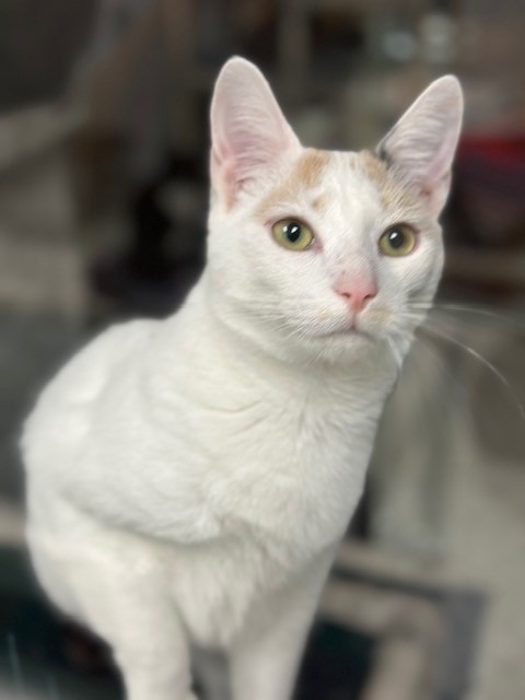 SMIDGE, an adoptable Calico in New Bern, NC, 28563 | Photo Image 5