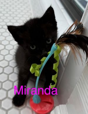 MIRANDA Kitten (F)