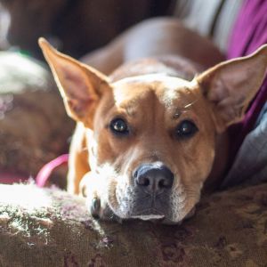Redford, Adult Male Black Mouth Cur