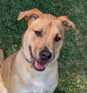 Finneus AKA Quinn, Young Male Labrador Retriever