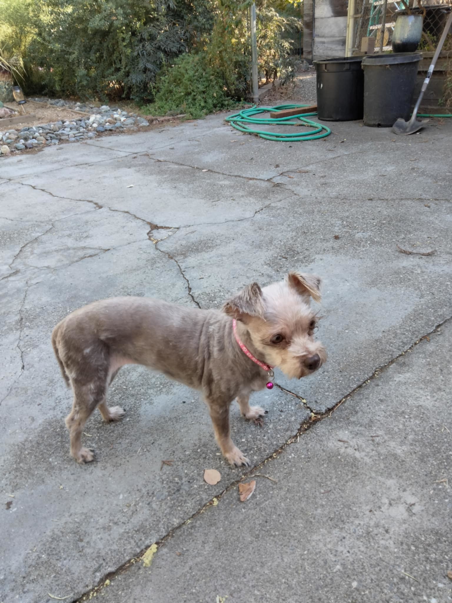 MOLLY MAE, an adoptable Maltese, Yorkshire Terrier in Chico, CA, 95973 | Photo Image 1