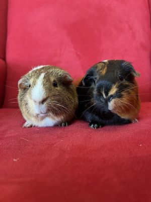 Fresna (Bonded to Pasadena), Adult Female Guinea Pig