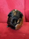 Fresna (Bonded to Pasadena) photo 2