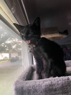 Meet Little Sky The Adorable Kitten Who Needs a Forever Home ASAP Skys Story Sky was found in di