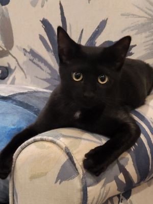 Sky - Little girl - adorable fun black kitten! Domestic Short Hair Cat