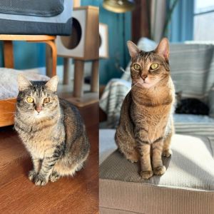 Komiya &amp; Meeriah Catey, Adult Female Domestic Short Hair