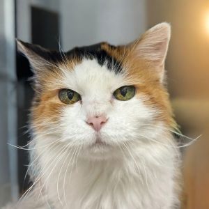 Calamity Jane, Senior Female Domestic Long Hair