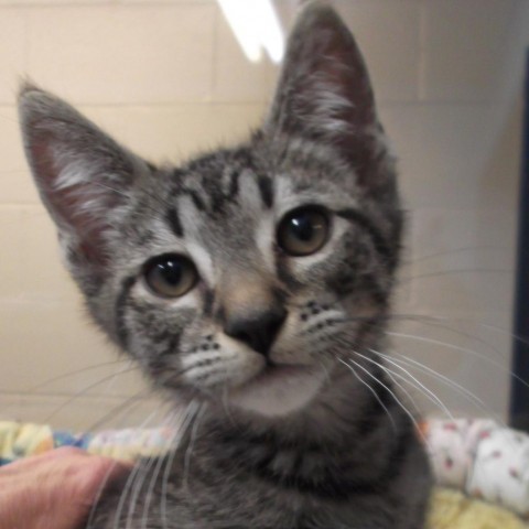 Kato, an adoptable Domestic Short Hair in Coos Bay, OR, 97420 | Photo Image 1