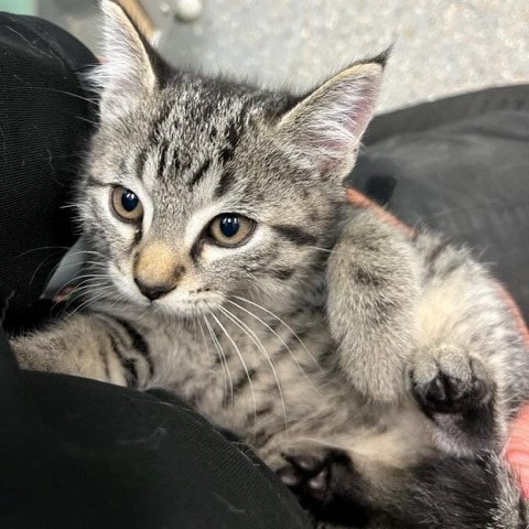 Kato, an adoptable Domestic Short Hair in Coos Bay, OR, 97420 | Photo Image 2