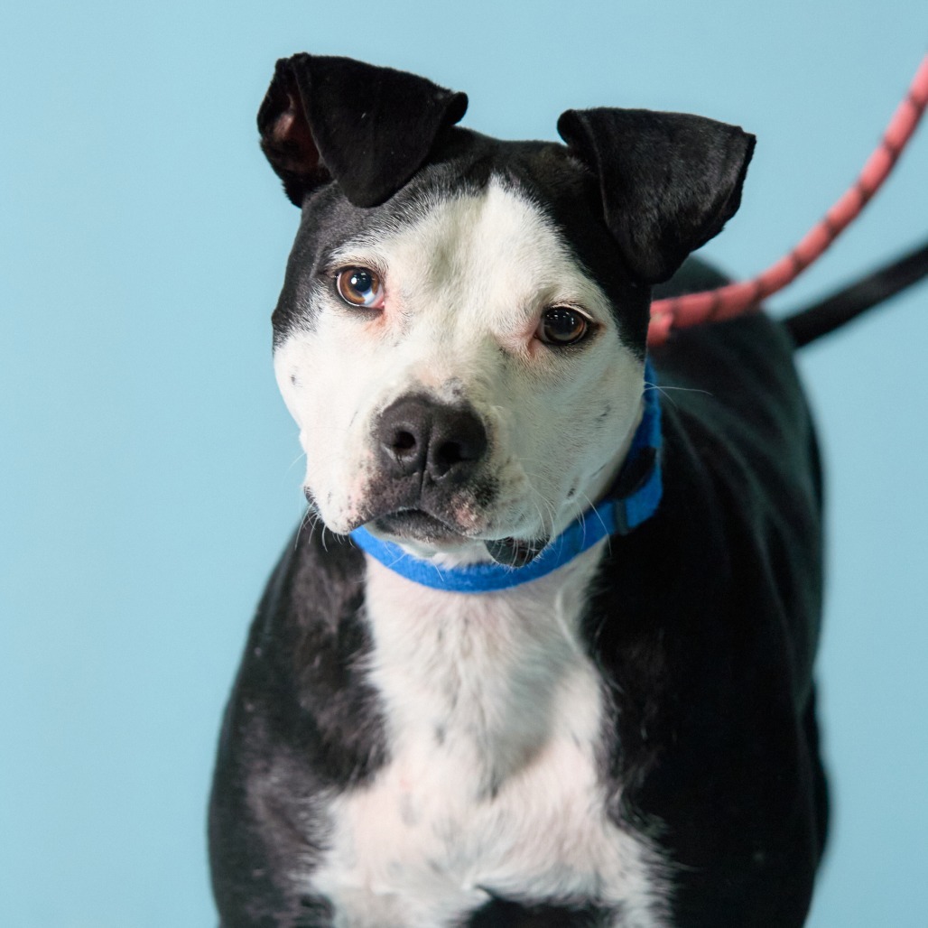 Pixel, an adoptable Pit Bull Terrier, American Staffordshire Terrier in Shawnee, KS, 66214 | Photo Image 1