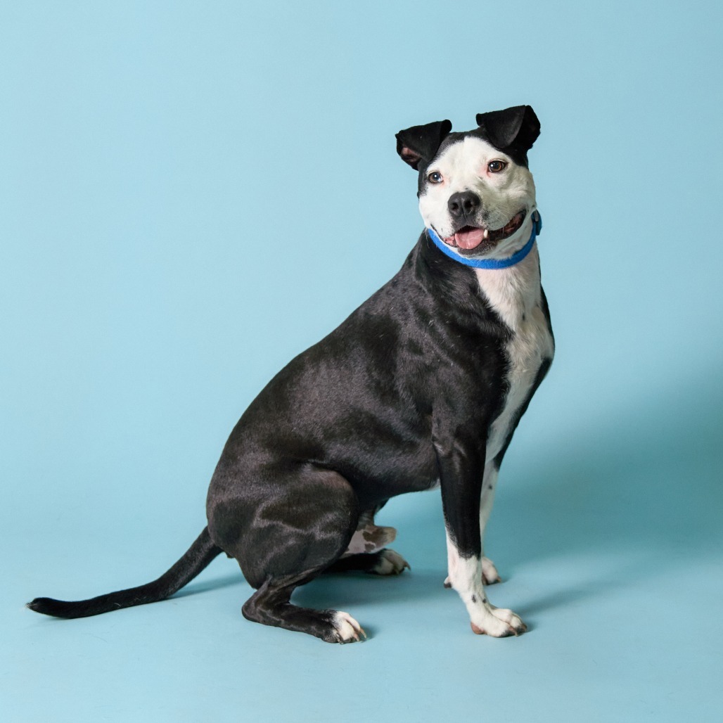 Pixel, an adoptable Pit Bull Terrier, American Staffordshire Terrier in Shawnee, KS, 66214 | Photo Image 3