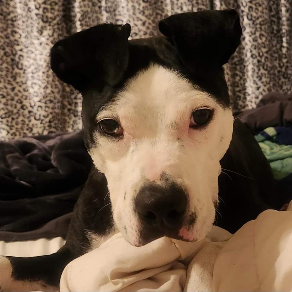 Pixel, an adoptable Pit Bull Terrier, American Staffordshire Terrier in Shawnee, KS, 66214 | Photo Image 4