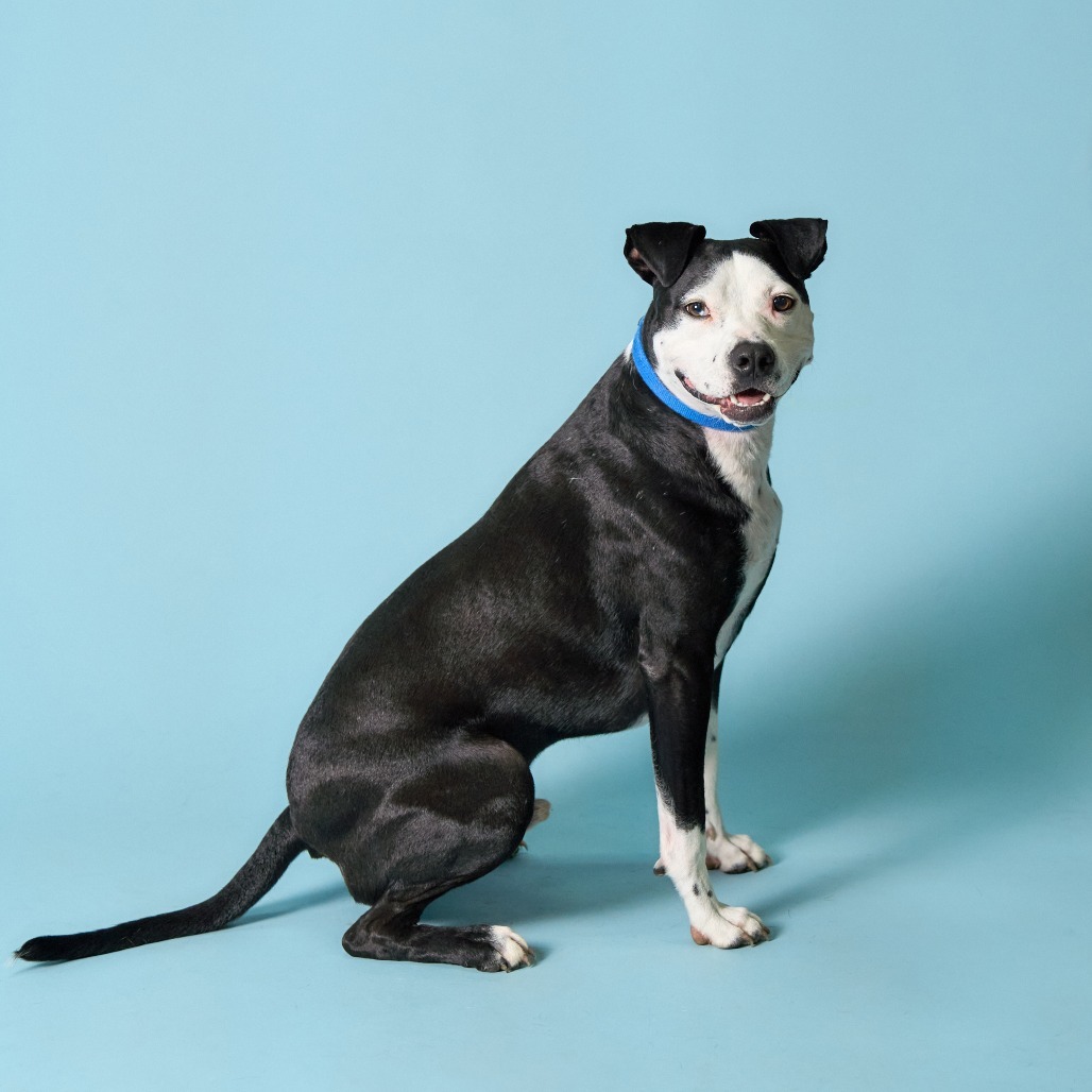 Pixel, an adoptable Pit Bull Terrier, American Staffordshire Terrier in Shawnee, KS, 66214 | Photo Image 4