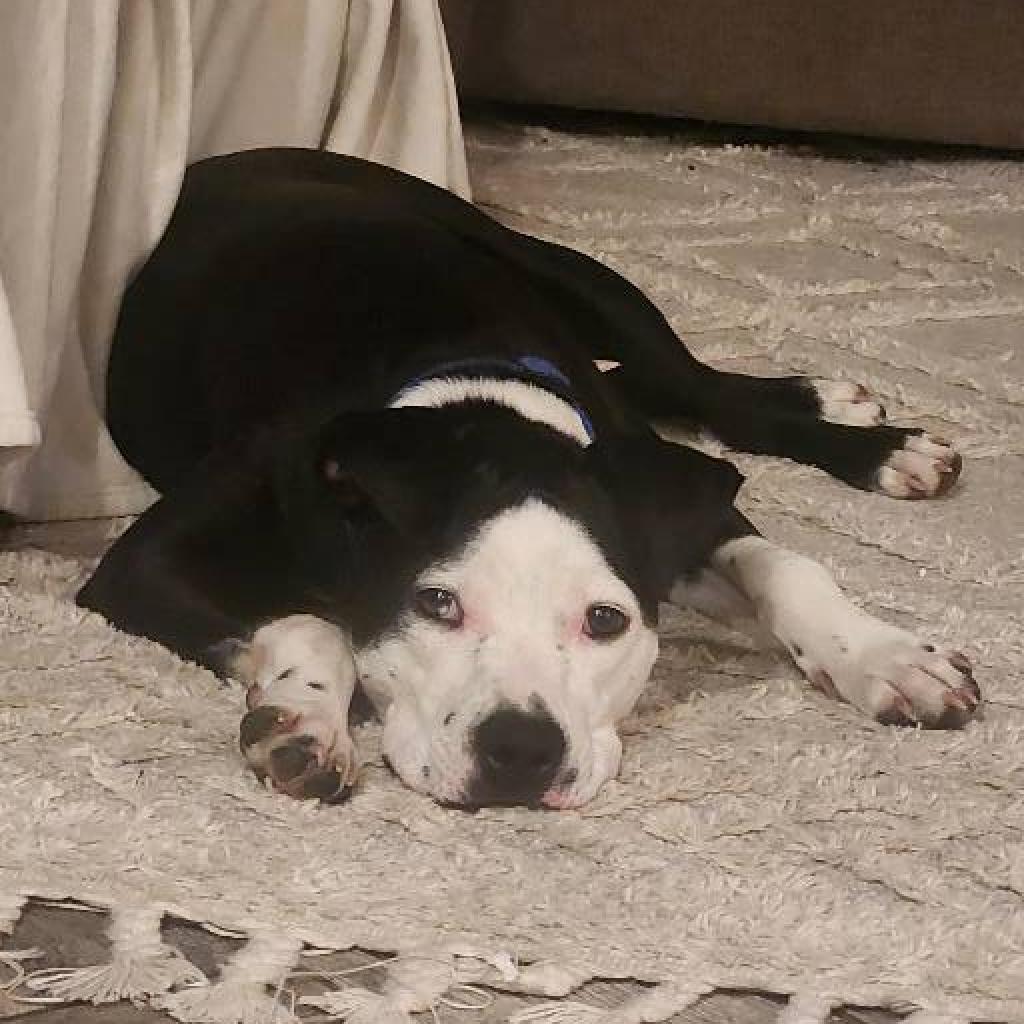 Pixel, an adoptable Pit Bull Terrier, American Staffordshire Terrier in Shawnee, KS, 66214 | Photo Image 5