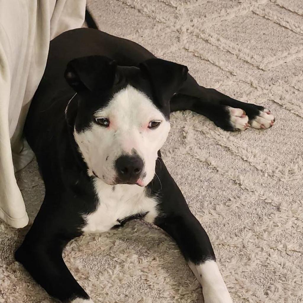 Pixel, an adoptable Pit Bull Terrier, American Staffordshire Terrier in Shawnee, KS, 66214 | Photo Image 6
