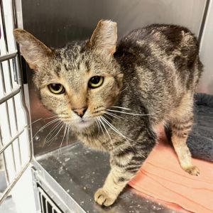Hi there Im Meowsters a lovable senior kitty whos ready to steal your heart My journey has been